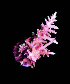 Wysiwyg Pink Dragon Acropora [F208]