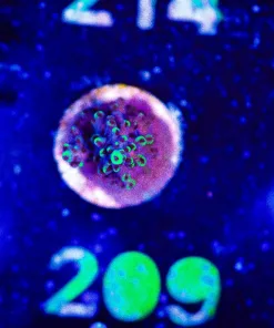 Wysiwyg Acropora Frag [F209]