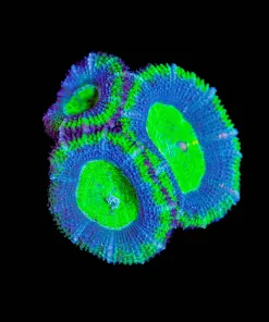 Wysiwyg Blue Gecko Acan Frag [F21]