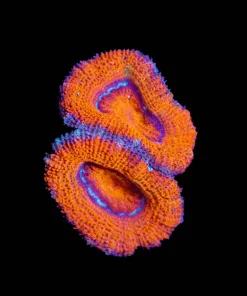 Wysiwyg Orange Acan Frag [F21]