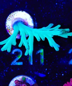 Wysiwyg Acropora suharsonoi | Rare [F211]