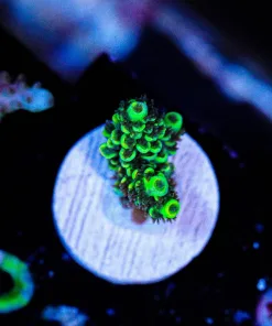 Wysiwyg Tenuis Frag [F213]