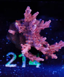 Wysiwyg Top Shelf Aquatics Red Robyn | Massive Frag [F214]