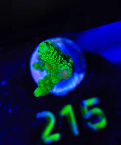 Wysiwyg Acropora Frag [F215]