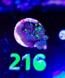 Wysiwyg Acropora Frag [F216]