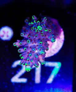 Wysiwyg Acropora Frag [F217]