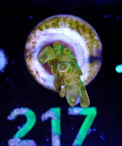 Wysiwyg Golden Acropora Frag [F217]