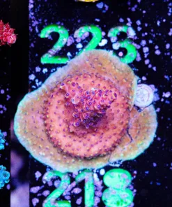 Wysiwyg Reef Raft Pink Cadillac | Puddling Out Like Crazy [F218] *Free Shipping ! No Minimum Livestock Spend*