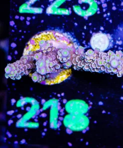 Wysiwyg Acropora Frag [F218]