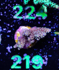 Wysiwyg Acropora Frag [F219]