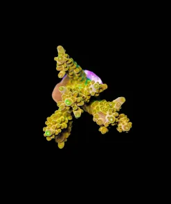 Wysiwyg Golden Budha | X-Large Frag [F221]