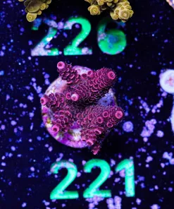 Wysiwyg Acropora Frag [F221]