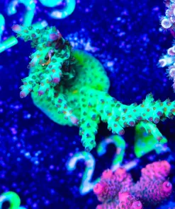 Wysiwyg Venom ACropora Frag [F224]