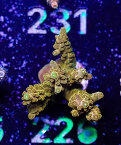 Wysiwyg Massive Golden Budha Frag [F226]