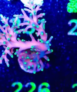 Wysiwyg Massive Purple Dragon Frag [F226]