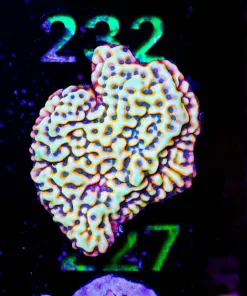 Wysiwyg Massive Kung Pow Montipora Frag | Apporaching mini colony size [F227]