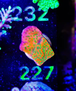 Wysiwyg Tidal Garden Montipora Frag [F227]