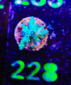 Wysiwyg Ice Fire Enchinata Small Frag [F228]