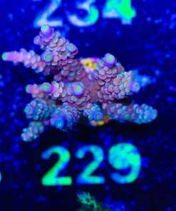 Wysiwyg Acropora Frag [F229]