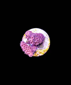 Wysiwyg Pink Acropora [F229]