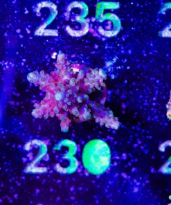 Wysiwyg C Grade Acropora Frag | Pick up only sorry ! [F230]