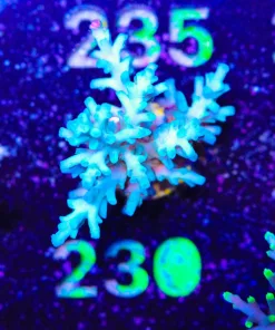 Wysiwyg Ice Fire Enchinata XL Frag [F230]