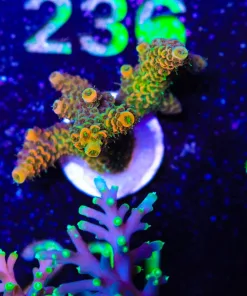 Wysiwyg Susnet Millepora Frag [F231]
