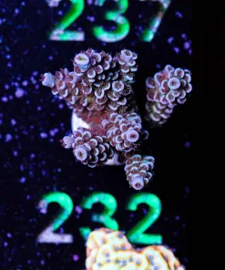 Wysiwyg XLarge Tenuis Frag [F232]