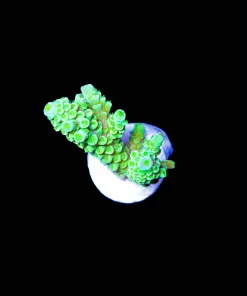 Wysiwyg Green Dream Acropora [F232]