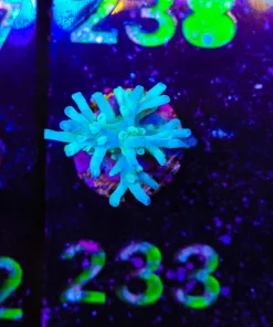 Wysiwyg Ice Fire Enchinata Small Frag [F233]