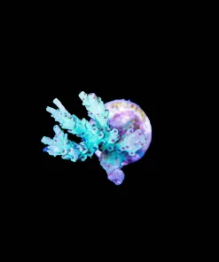 Wysiwyg Deepwater Acropora [F236]