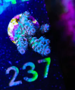 Wysiwyg Acropora Tenuis Frag [F237]