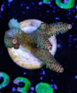 Wysiwyg Acropora Frag [F238]