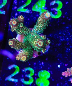 Wysiwyg Susnet Millepora [F238]