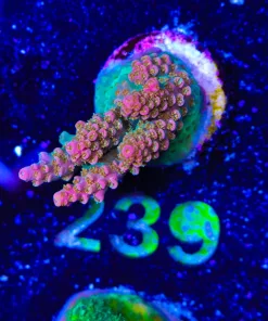 Wysiwyg Terry's Table Acropora Frag [F239]