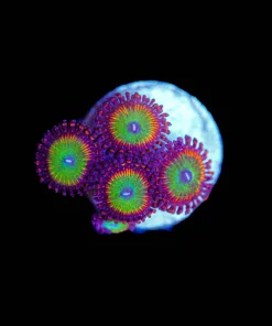 Wysiwyg Candy Apple Zoa Frag [F24]