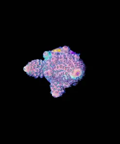 Wysiwyg Red Humilis Acropora [F240]