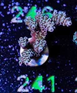 Wysiwyg XLarge Tenuis Frag [F241]