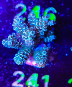 Wysiwyg Large Tenuis Acropora Frag [F241]