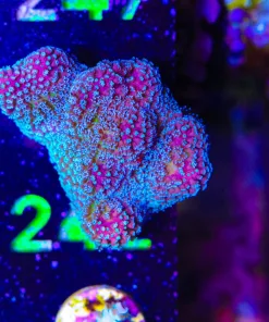 Wysiwyg Blue Pocillipora Frag | Rare Color [F242]