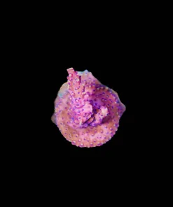 Wysiwyg Reef Raft Pink Cadillac Acropora [F243]