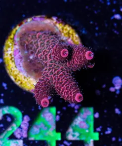 Wysiwyg Acropora Millepora Frag [F244]