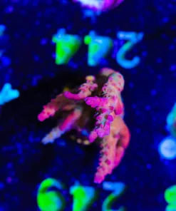 Wysiwyg Large Acropora Frag [F244]