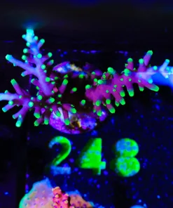Wysiwyg Large Purple Dragon Frag [F248]