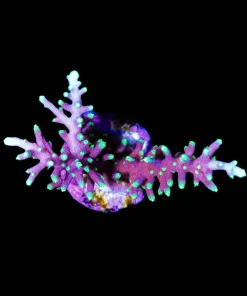 Wysiwyg XL Purple Dragon Acropora [F248]