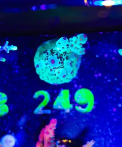 Wysiwyg Acropora Sarmentosa Frag |RARE [F249]