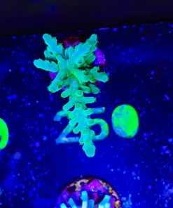 Wysiwyg Green Dragon Acropora Frag [F250]