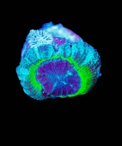 Wysiwyg Donatello Acan Coral | Small Tissue Recession On One Head [F26]