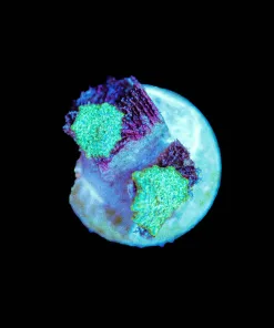 Wysiwyg 2 Baby Super Tiny Rhodactis Mushrooms [F28]