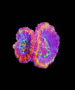 Wysiwyg Ultra Grade Acan Frag [F28]